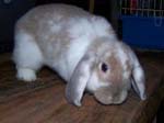 Eulogy for Cream, the Dwarf Lop Rabbit -  67 of 118