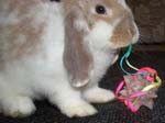 Eulogy for Cream, the Dwarf Lop Rabbit -  68 of 118