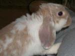 Eulogy for Cream, the Dwarf Lop Rabbit -  69 of 118
