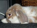Eulogy for Cream, the Dwarf Lop Rabbit -  72 of 118