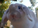 Eulogy for Cream, the Dwarf Lop Rabbit -  73 of 118