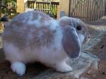 Eulogy for Cream, the Dwarf Lop Rabbit -  77 of 118