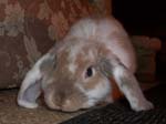 Eulogy for Cream, the Dwarf Lop Rabbit -  79 of 118