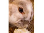 Eulogy for Cream, the Dwarf Lop Rabbit -  82 of 118
