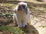 Eulogy for Cream, the Dwarf Lop Rabbit -  84 of 118