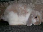 Eulogy for Cream, the Dwarf Lop Rabbit -  85 of 118