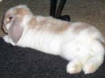 Eulogy for Cream, the Dwarf Lop Rabbit -  86 of 118