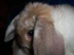 Eulogy for Cream, the Dwarf Lop Rabbit -  88 of 118