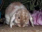 Eulogy for Cream, the Dwarf Lop Rabbit -  89 of 118