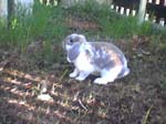 Eulogy for Cream, the Dwarf Lop Rabbit -  90 of 118