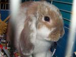 Eulogy for Cream, the Dwarf Lop Rabbit -  92 of 118