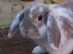 Eulogy for Cream, the Dwarf Lop Rabbit -  93 of 118