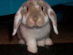 Eulogy for Cream, the Dwarf Lop Rabbit -  94 of 118