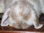 Eulogy for Cream, the Dwarf Lop Rabbit -  95 of 118