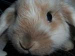 Eulogy for Cream, the Dwarf Lop Rabbit -  96 of 118