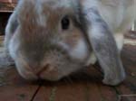 Eulogy for Cream, the Dwarf Lop Rabbit -  98 of 118