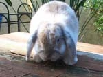 Eulogy for Cream, the Dwarf Lop Rabbit -  99 of 118