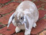 Eulogy for Cream, the Dwarf Lop Rabbit -  100 of 118