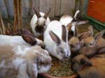 Eulogy for Cream, the Dwarf Lop Rabbit -  101 of 118