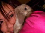 Eulogy for Cream, the Dwarf Lop Rabbit -  102 of 118