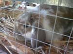 Eulogy for Cream, the Dwarf Lop Rabbit -  103 of 118