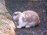 Eulogy for Cream, the Dwarf Lop Rabbit -  108 of 118