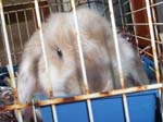 Eulogy for Cream, the Dwarf Lop Rabbit -  110 of 118