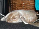 Eulogy for Cream, the Dwarf Lop Rabbit -  111 of 118