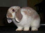 Eulogy for Cream, the Dwarf Lop Rabbit -  112 of 118