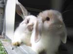 Eulogy for Cream, the Dwarf Lop Rabbit -  115 of 118
