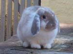 Eulogy for Cream, the Dwarf Lop Rabbit -  116 of 118