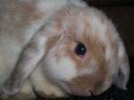 Eulogy for Cream, the Dwarf Lop Rabbit -  117 of 118