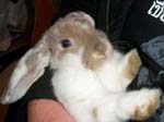 Eulogy for Cream, the Dwarf Lop Rabbit -  118 of 118