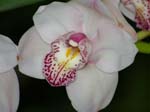 Eunices Orchids -  3 of 17