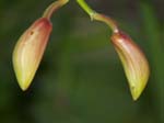 Eunices Orchids -  7 of 17