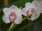 Eunices Orchids