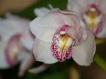 Eunices Orchids -  10 of 17