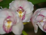 Eunices Orchids -  12 of 17