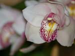 Eunices Orchids -  13 of 17