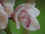 Eunices Orchids -  14 of 17