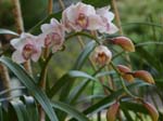Eunices Orchids -  16 of 17