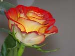 Photos of Roses