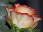 Photos of Roses