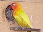 African Lovebird babies - Agapornis -  1 of 42