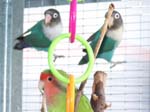 African Lovebird babies - Agapornis -  2 of 42