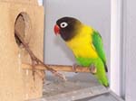 African Lovebird babies - Agapornis -  3 of 42