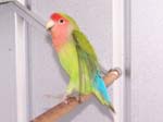 African Lovebird babies - Agapornis -  4 of 42