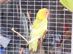 African Lovebird babies - Agapornis -  6 of 42