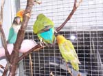 African Lovebird babies - Agapornis -  8 of 42