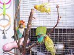 African Lovebird babies - Agapornis -  9 of 42